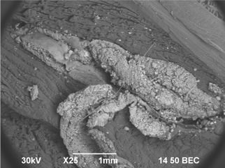 ДЕПО АЛЛОГЕННОГО ГАП В МЫШЕЧНОЙ ТКАНИ 